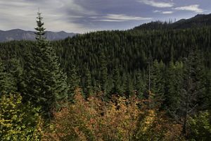 View into a dense conifer forest.