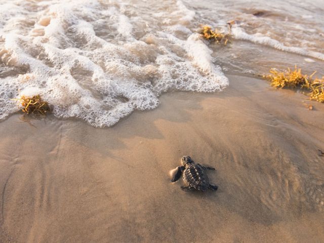 A close-up portrait of a baby sea turtle on the sand walking towards a small wave breaking