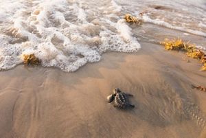 A small turtle moves toward ocean water on a beach.