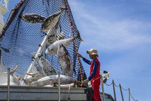a person unloading yellowfin tuna from a net hanging vertically on a boat.