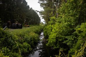 Canal at Angola Bay Game Land.