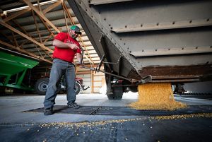 Travis Luedke uses a long metal handle to open the bottom of a trailer to allow harvested corn kernels to rush out into a grate on the floor.