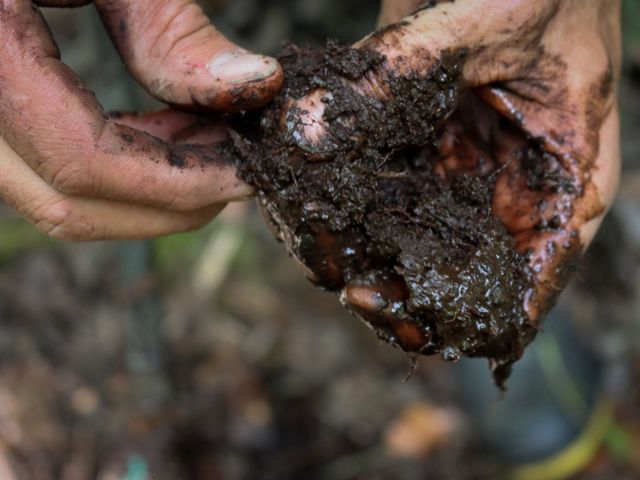 Human hands hold a clump of peat soil. There is some visible organic matter in the soil.