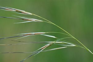 Porcupine grass 