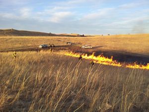 Several firefighters in protective fire gear work on a controlled burn in a vast field of golden grasses.