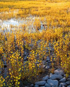 Cottonwoods growing in floodplain at McCarran Ranch Pre