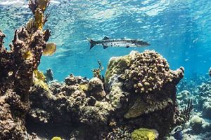 a barracuda fish swimming amongst a coral reef.