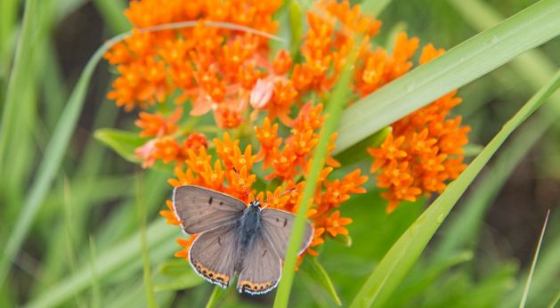 A butterfly lights on orange butterfly milkweed.