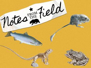 The words 'Notes from the Field' with a collage of animals on a yellow background.