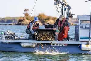 A shellfish grower and TNC staffer on a boat pouring oyster shells into the water.