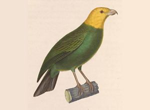 A drawing of an ‘Ō‘ū, an extinct native Hawaiian bird.