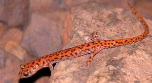 An orange salamander with brown spots on a tan rock.