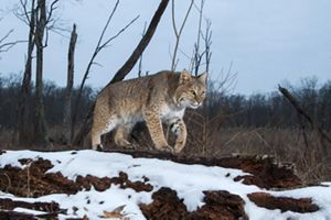 A lone bobcat on snow-covered ground.