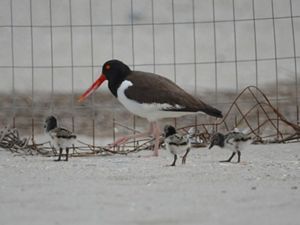 An oystercatcher bird and three chicks stand on the sand in front of a fence.