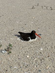 An adult American oystercatcher is sitting on its nest.