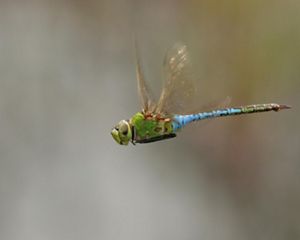Side view of a large dragonfly  in flight that ranges in color from green to light blue.