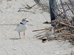 A piping plover bird supervises a least tern chick on the sand of the beach.