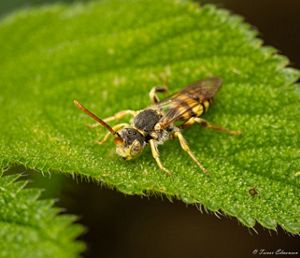 Close-up of a nomad bee on a green leaf.