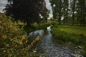 A sparkling river winds through a grassy field with trees in the background and yellow flowers in the foreground.