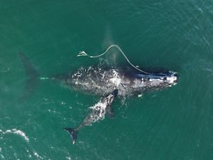A large whale with a rope trailing her. Her calf swims beside her.