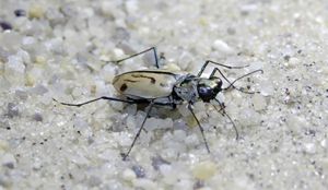 A small cream colored beetle with thin black stripes on its back blends into a patch of light colored sand speckled with small black dots.