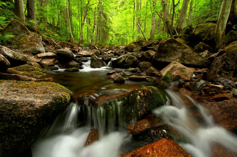 Creek running through a forest