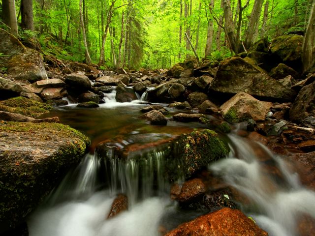Creek running through a forest