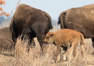Bison calf on the prairie during fall.
