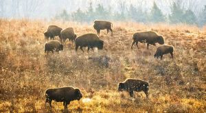 Small group of bison eating the fall season grasses at the Nachusa Grasslands Preserve in Illinois.