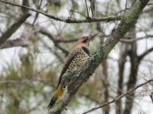 A spotted bird sits on a tree branch.