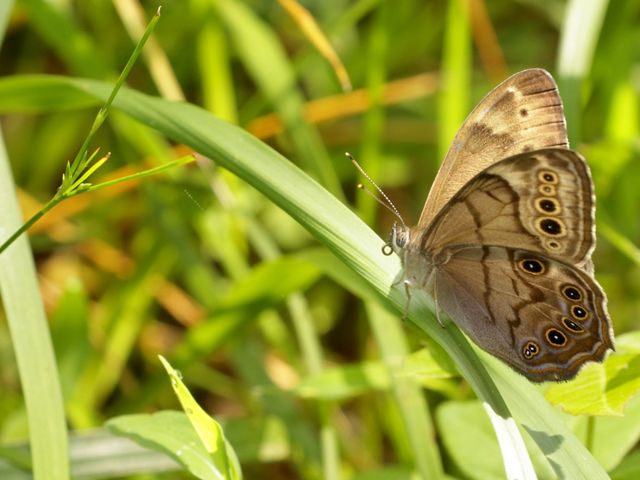 A small light brown butterfly with darker brown and white spots sits on green grasses.