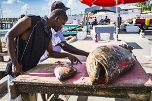 two men look at large fish on a cutting table.
