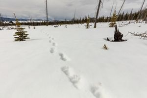 bear tracks in the snow.