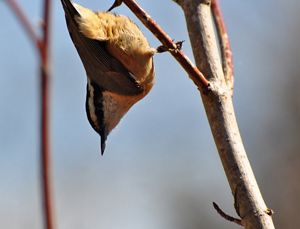 A white-breasted nuthatch bird hanging on a branch.