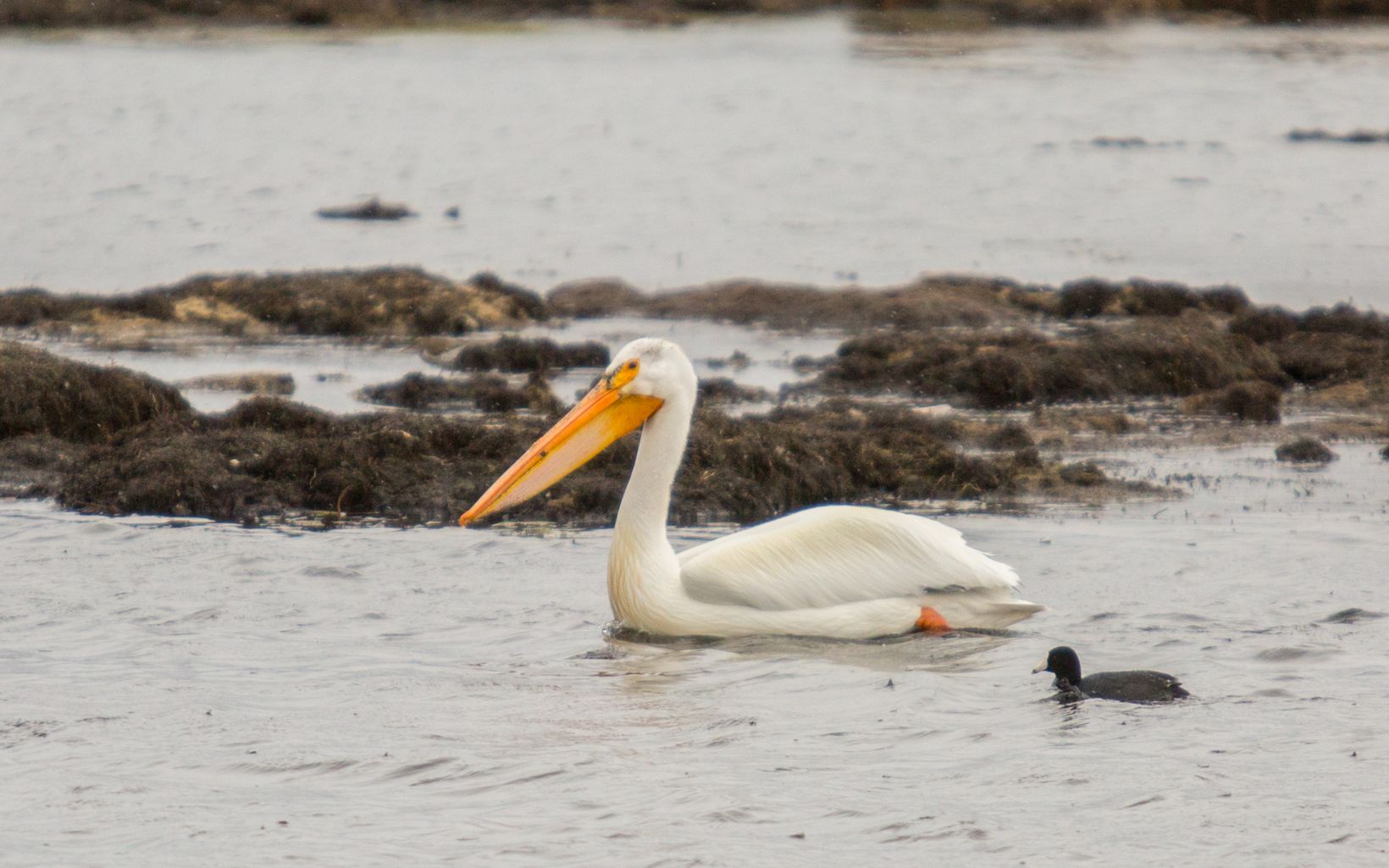 American white pelican  Nevada's wetlands are critical stops for migrating birds as places to rest and forage. Pelicans are one of many bird species that depend on GDEs.  © Simon Williams/TNC 