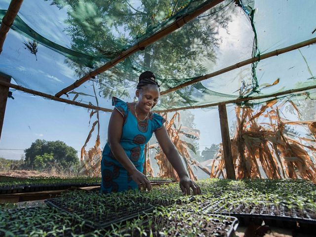 Mama Christine (Mercy Wangeci Mwangi) has a 50,000 liter rainwater collection pan from the Upper Tana-Nairobi Water Fund that she uses to water her tomato seedling nursery. 