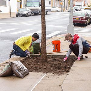 Two volunteers planting trees on a sidewalk.