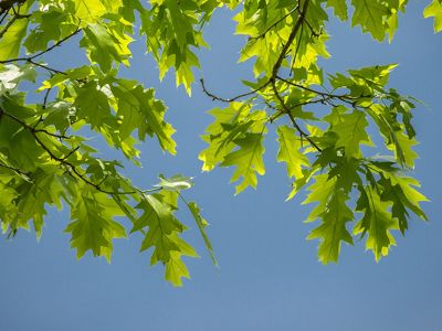 A crisp blue sky serves as a backdrop for a branch full of green leaves.