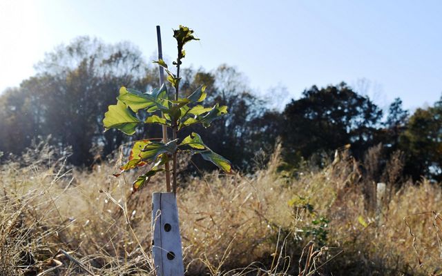 An oak seedling stretches towards the sun after a season of growth at McCabe Preserve's reforestation plot.