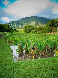 Landscape view of traditional farm in Hawaii, with mountain in background.
