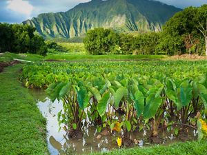 Landscape view of traditional farm in Hawaii, with mountain in background.