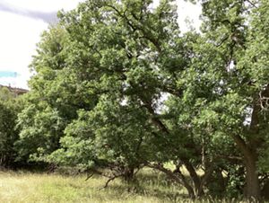 A tall tree cast a large canopy of shade on the ground.