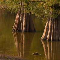 Water surrounds thick tree trunks.