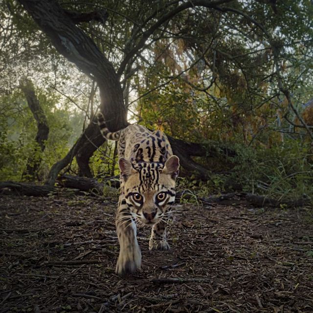 An ocelot, photgraphed in mid-step, stares straight ahead with wide orange eyes.
