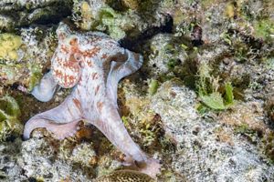 an octopus among rocks and coral in a reef