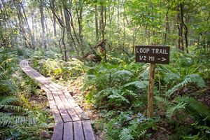 A boardwalk surround by green ferns and Loop trail signage.