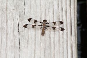 A dragonfly perched on a piece of wood.