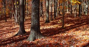 Fall leaves cover the forest floor at Edge of Appalachia Preserve.