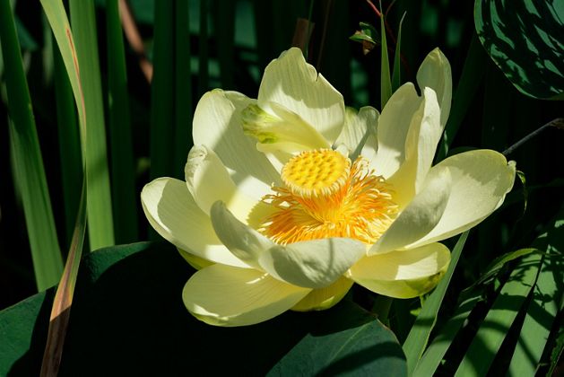 American lotus blooming in water.