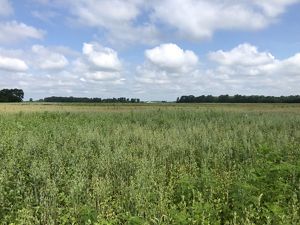 View of a large, sweeping wetland full of tall green grasses and plants at Sandhill Crane Wetlands.